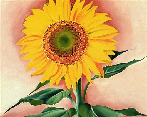 A Sunflower from Maggie - Georgia O'Keeffe
