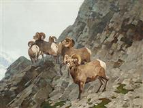Bighorn Sheep - Carl Rungius