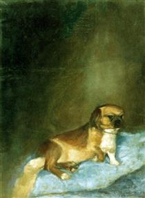 Portrait of dog - Alejandro Cabeza