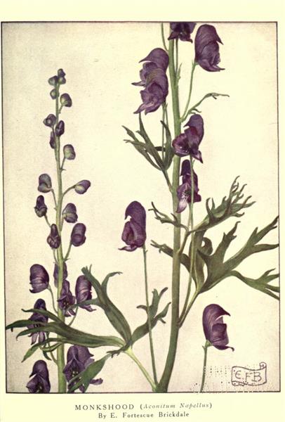 Monkshood (Aconitum Napellus), 1922 - Eleanor Fortescue-Brickdale