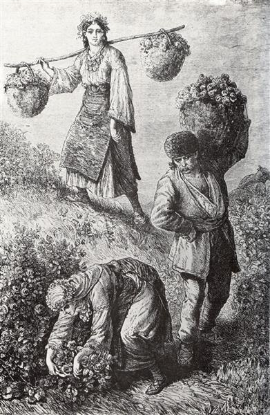 Rose Picking in Bulgaria, c.1870 - c.1879 - Felix Philipp Kanitz