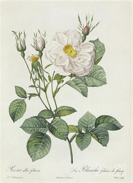 Rosa Alba Foliacea - Pierre Joseph Redoute