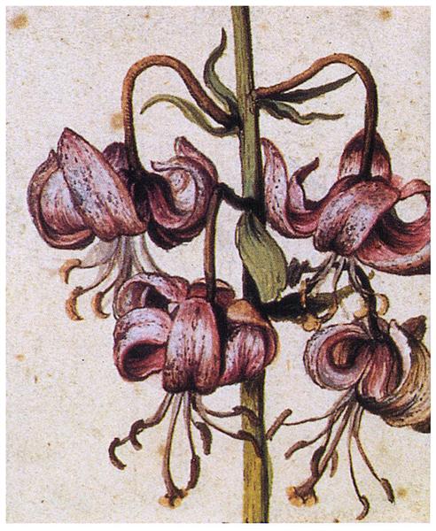Lillium Martagon (Details) - Albrecht Dürer