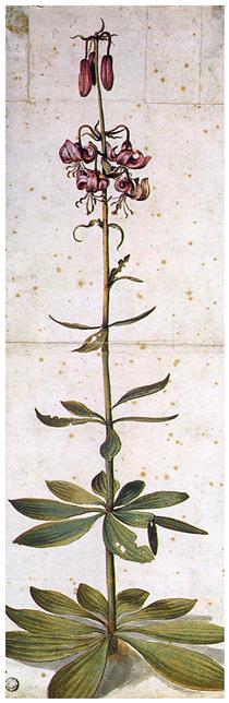Martagon Lillium - Albrecht Dürer
