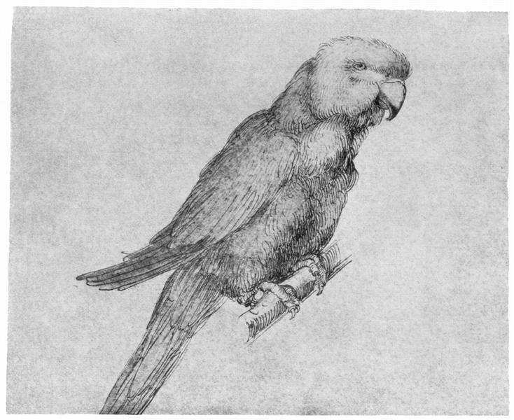 Parrot - Albrecht Dürer