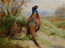 Cock and Hen Pheasant at the Edge of a Wood - Archibald Thorburn