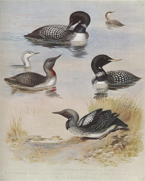 Great Northern Diver - Archibald Thorburn