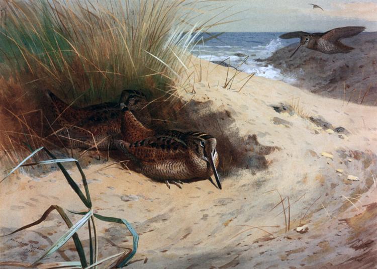 Woodcock Among the Dunes, 1898 - Арчибальд Торберн