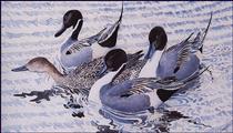 Courting Pintails - Charles Tunnicliffe