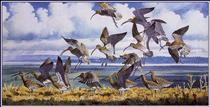 Curlews Alighting - Charles Tunnicliffe
