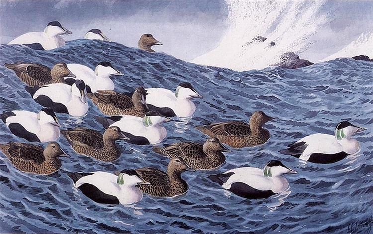 Gliders - Charles Tunnicliffe