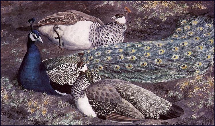 Peacock Consorts - Charles Tunnicliffe