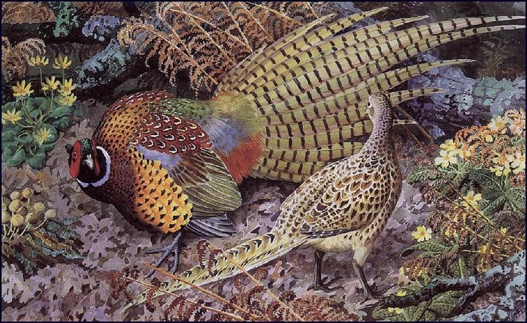 Pheasant Display - Charles Tunnicliffe