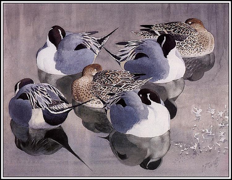 Pintails At Rest - Charles Tunnicliffe