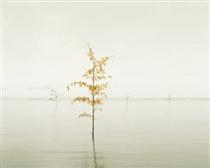 Orange Leaves, Ariake Sea, Japan - David Burdeny