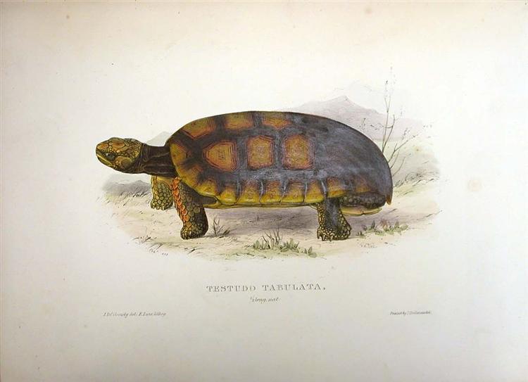 Testudo tabulata (Chelonoidis denticulata), 1836 - Edward Lear