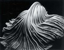 Cabbage Leaf - Edward Weston