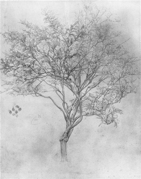 Study of a Lemon Tree - Frederic Leighton, 1. Baron Leighton