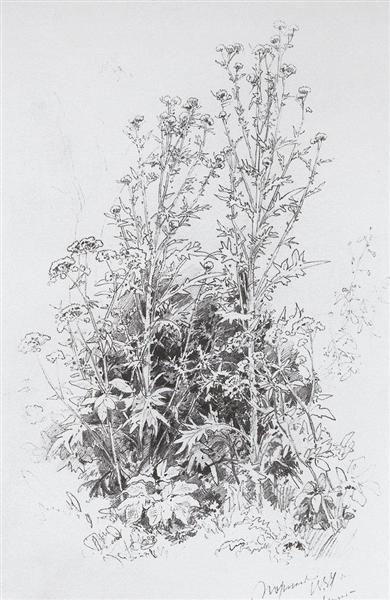 Flores Silvestres, 1884 - Ivan Shishkin