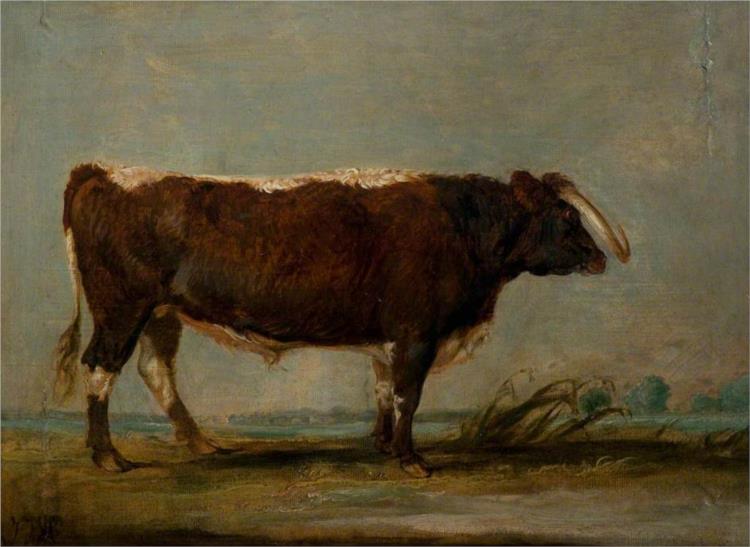 Leicestershire Longhorn Bull - James Ward