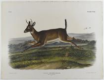Long-Tailed Deer - Jean-Jacques Audubon