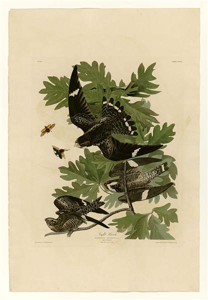 Plate 147 Night Hawk - John James Audubon