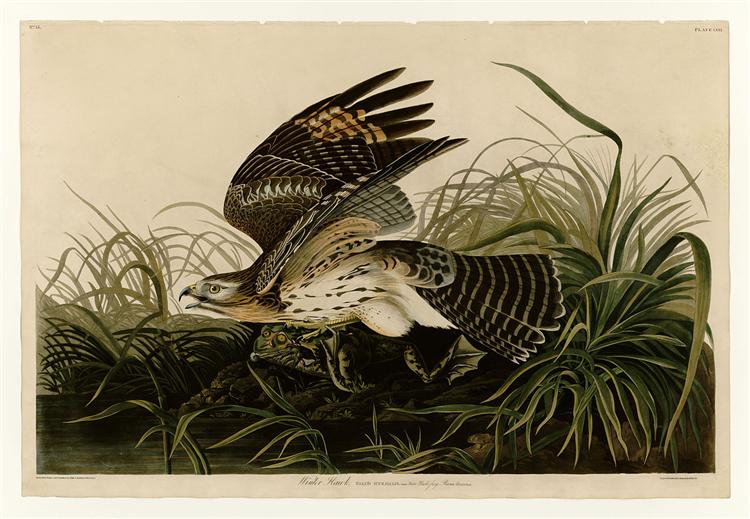 Plate 71 Winter Hawk - John James Audubon