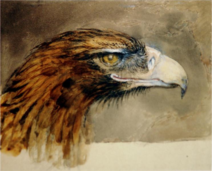 Eagle's head from life, 1870 - John Ruskin