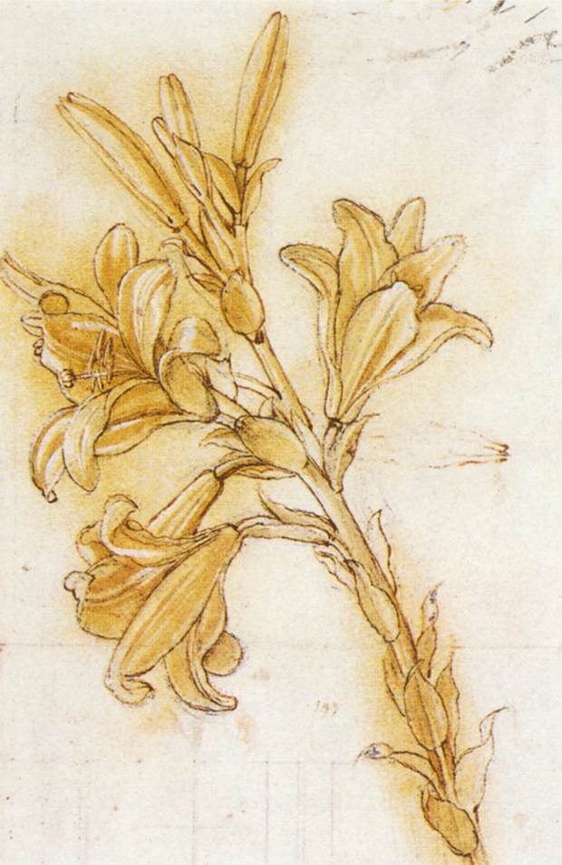 Lily, c.1480 - Leonardo da Vinci - WikiArt.org
