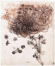 Stof Bethlehem and other plants - Léonard de Vinci