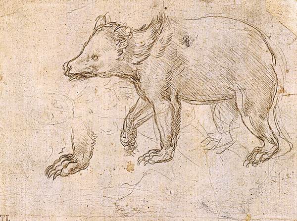Study of a Bear Walking, c.1484 - Léonard de Vinci
