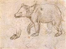 Study of a Bear Walking - Léonard de Vinci