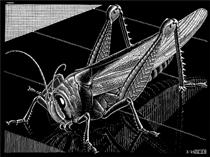 Grasshopper - Maurits Cornelis Escher