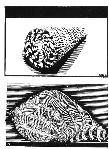 Sea Shells, 1919 - M. C. Escher