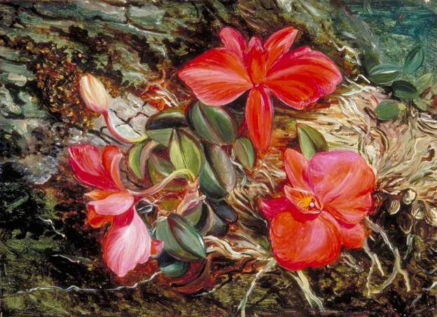Brazilian Orchid - Marianne North