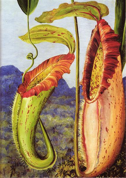 Nepenthes northiana, 1876 - Marianne North