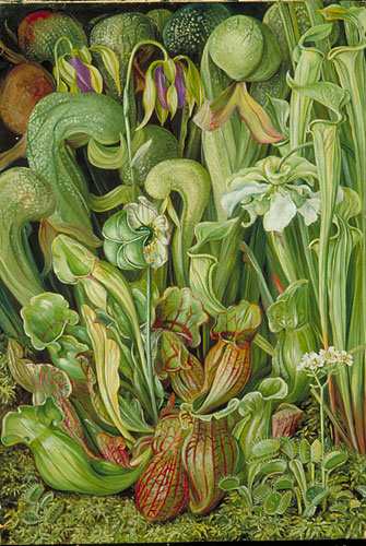 Orchids - Marianne North