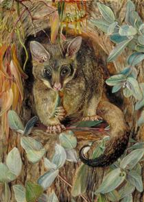 Possum up a Gum Tree - Marianne North
