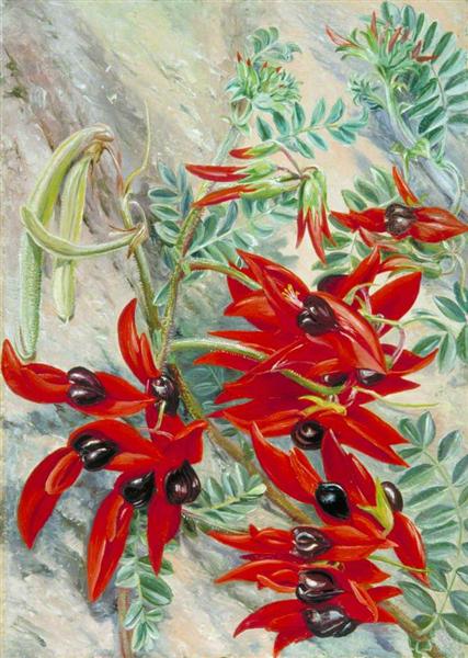 The Australian Parrot Flower, 1880 - 玛丽安娜·诺斯