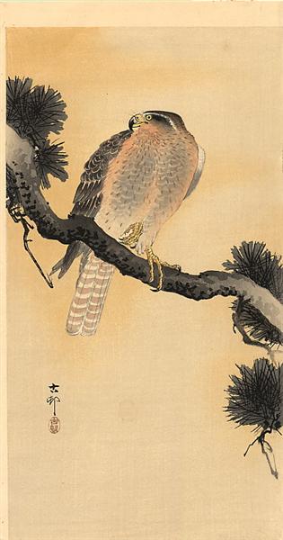 Falcon on a Branch - 小原古邨
