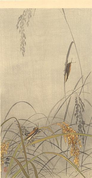 Grasshoppers on Rice Plants, c.1910 - 小原古邨