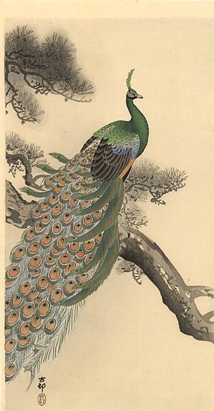 Peacock - 小原古邨