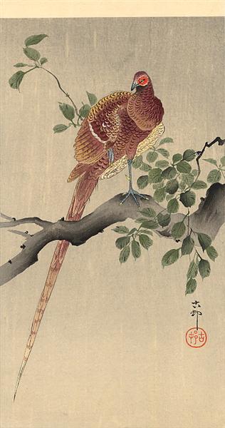 Pheasant on Branch - 小原古邨
