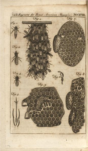 Bees, 1774 - Paul Revere