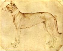 Dog - Antonio Pisanello