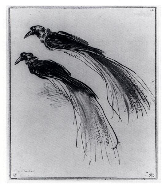 Two Studies Of A Bird Of Paradise, 1630 - Rembrandt