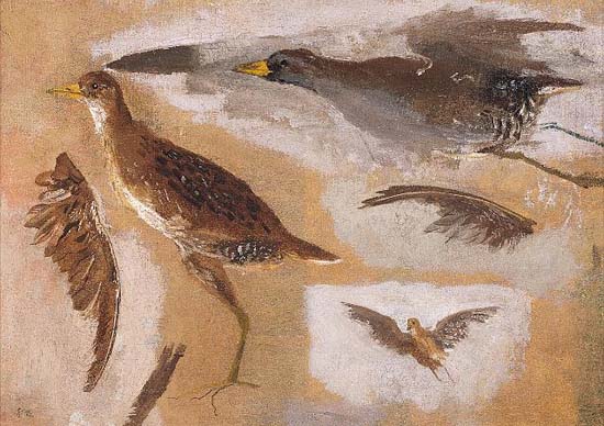 Studies of Game Birds, probably Viginia Rails - 湯姆·艾金斯