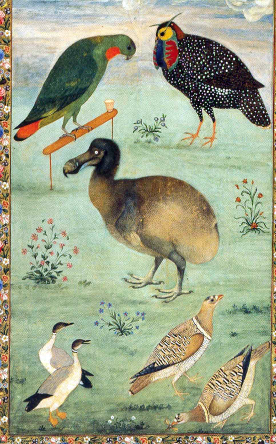 dodo taming