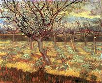 Apricot Trees in Blossom - Винсент Ван Гог